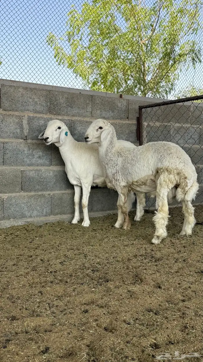 طليان جذعان حريات 1