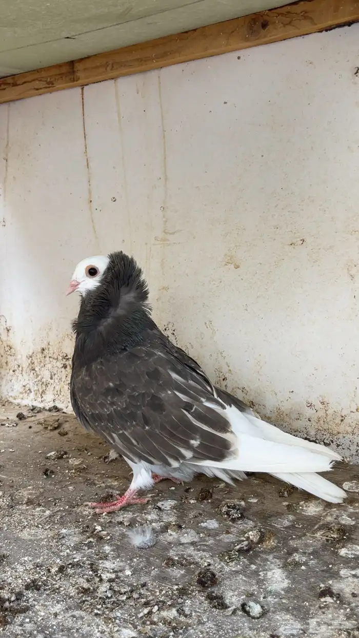 حمام بلجيكي انثى بلجيكيه 1