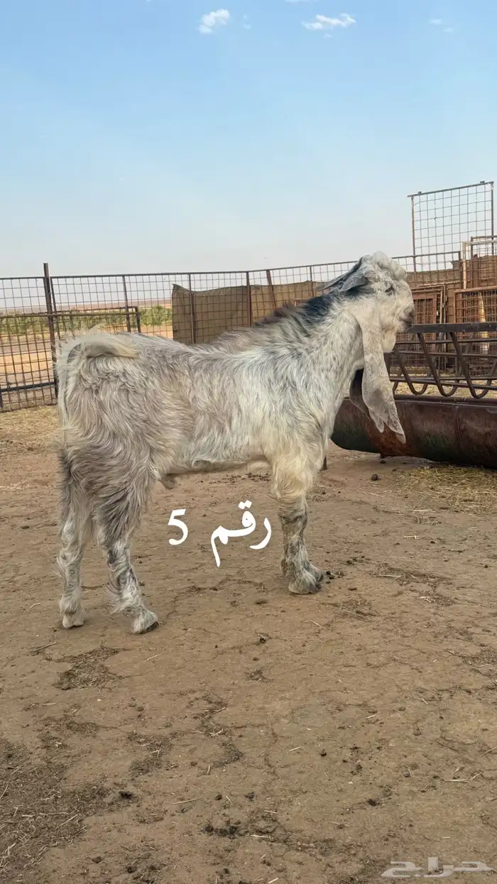 السلام عليكم للبيع مشاريع فحول الاعمار ما بين 7 الي 8 شهور 8