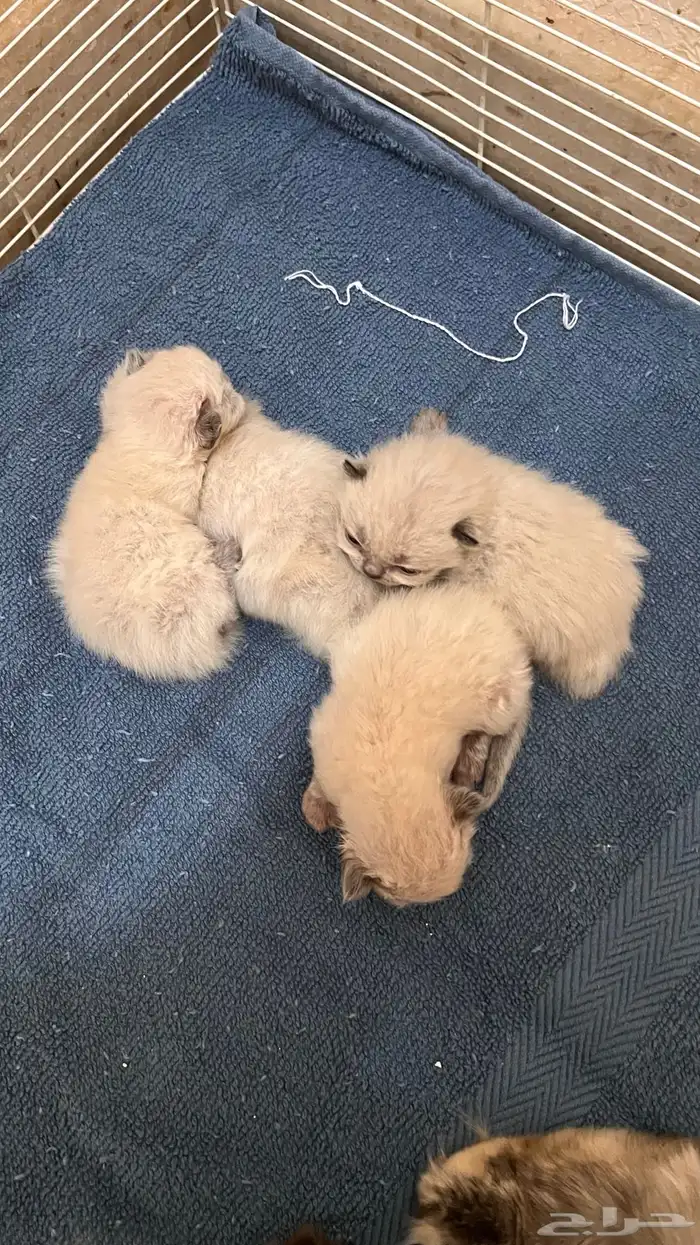 قطوه مع عياله 0