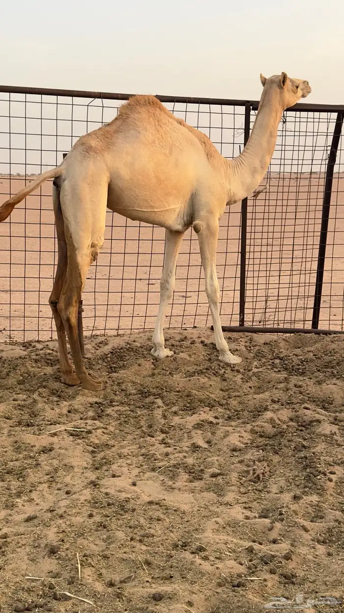 حره بكره مفروده تروح حقه بنت زرعان وامها اصيل 2
