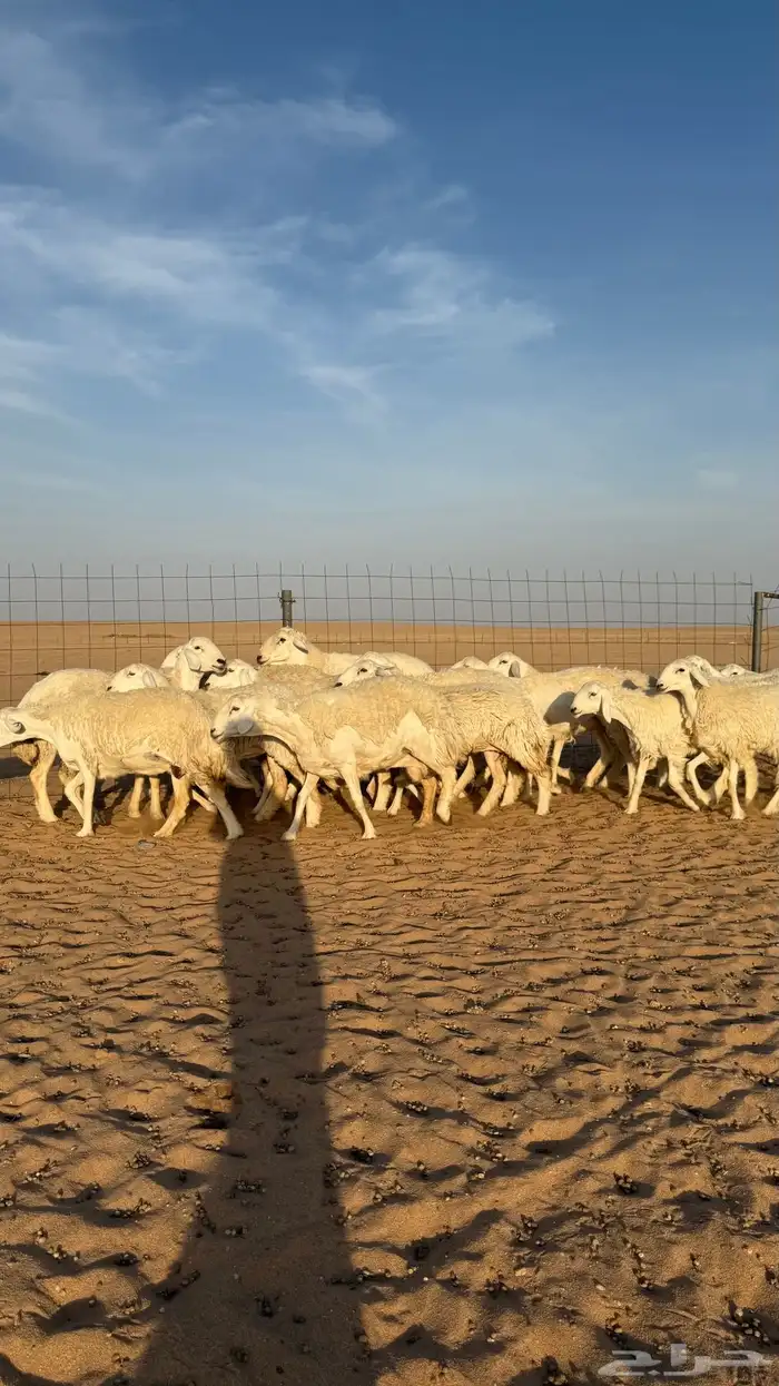 رخال حريات دفيع منوة مدور الصنف 9