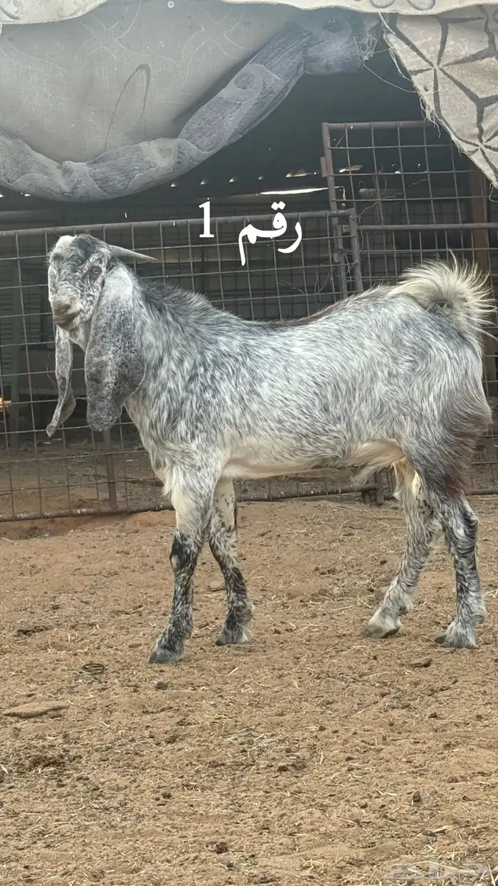 السلام عليكم للبيع مشاريع فحول الاعمار ما بين 7 الي 8 شهور 0
