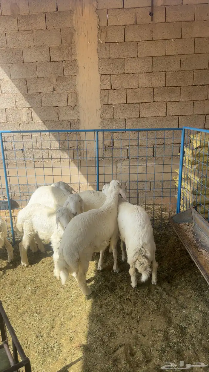 حريات طيبات 3