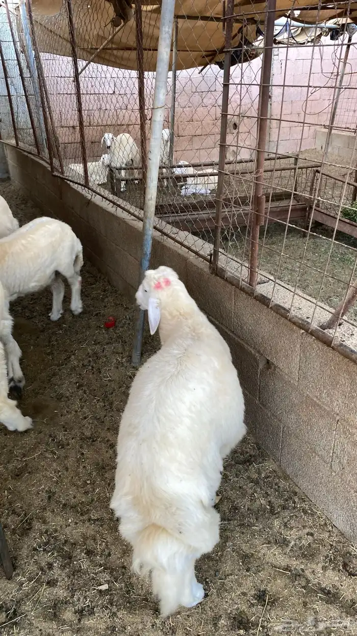 ذبايح طليان ورخال حلال بر ونضيف و يوجد ذبح وتوصيل 3