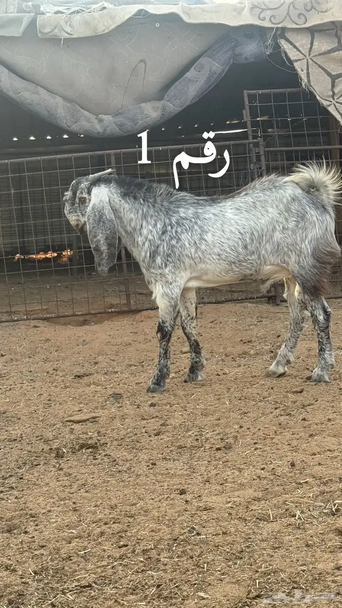 السلام عليكم للبيع مشاريع فحول الاعمار ما بين 7 الي 8 شهور 1