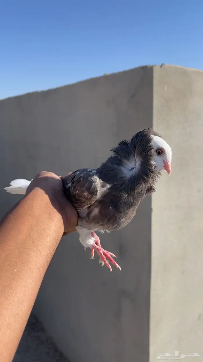 حمام بلجيكي انثى بلجيكيه 3