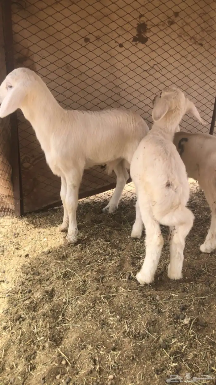 حريات مواليد 4