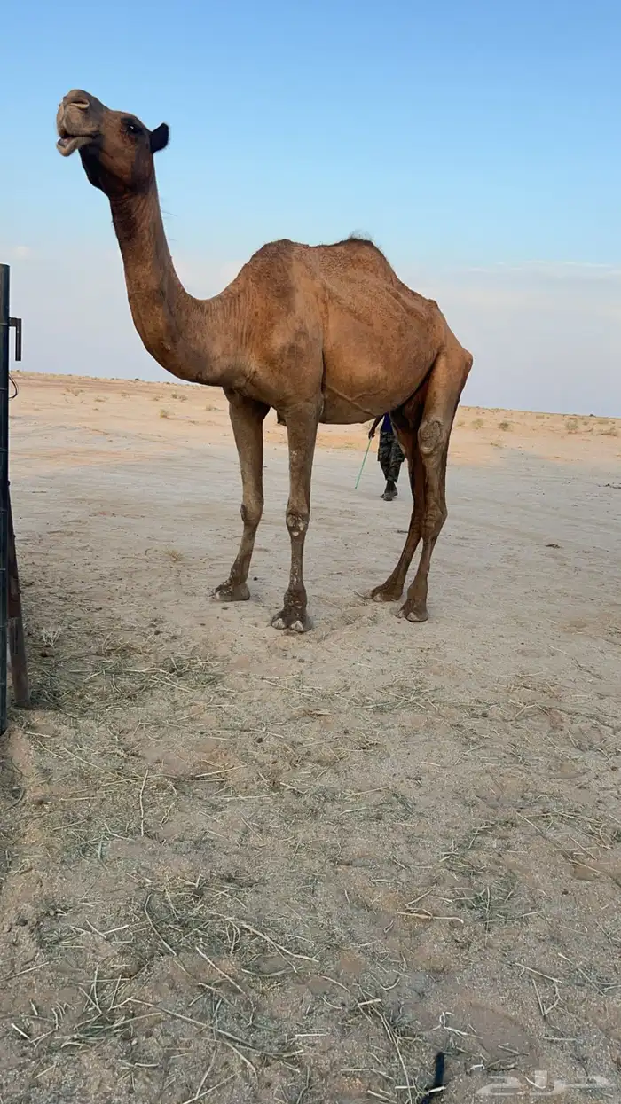 ابل للبيع 4