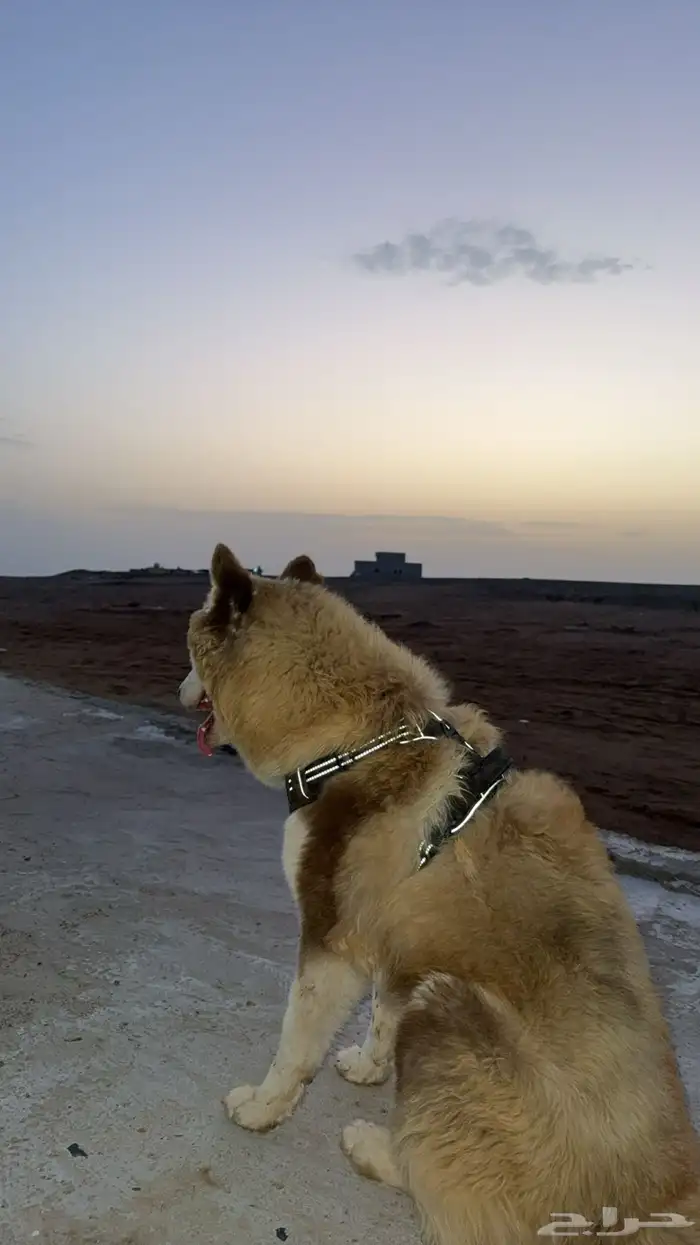 كلاب مالموت وهاسكي للبدل او التبني برسوم 2