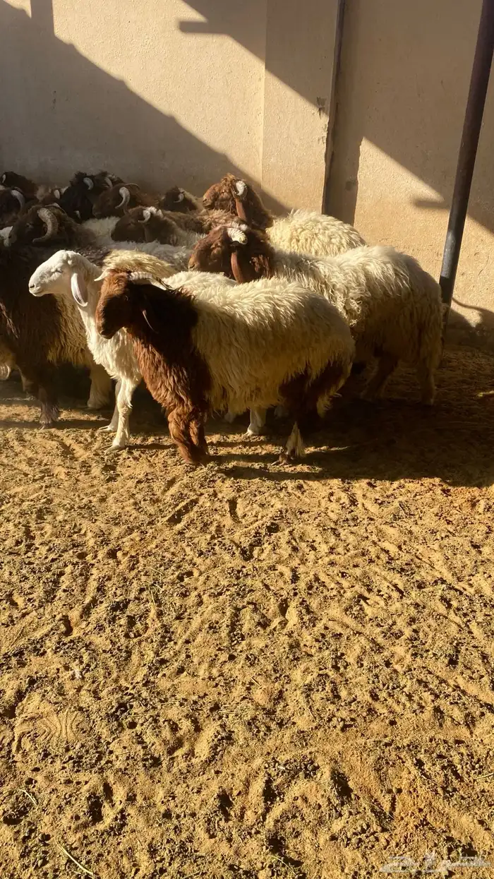 يوجد ذبايح (نعيم - حريات- وتيوس - ومعزاء) 6
