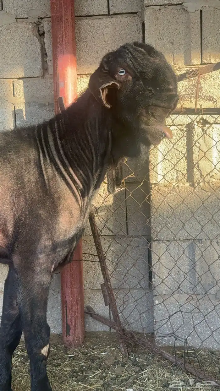 تيس شامي 0