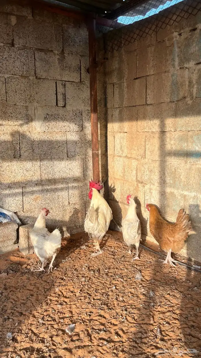 دجاج لوهمان للبيع الموقع (((الغاط ))) 0