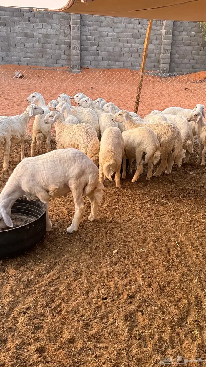 طليان حريات عدد 18 0