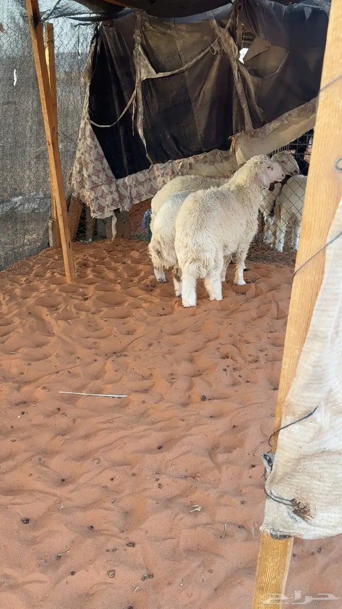 3 طليان نعيم مهجن 5