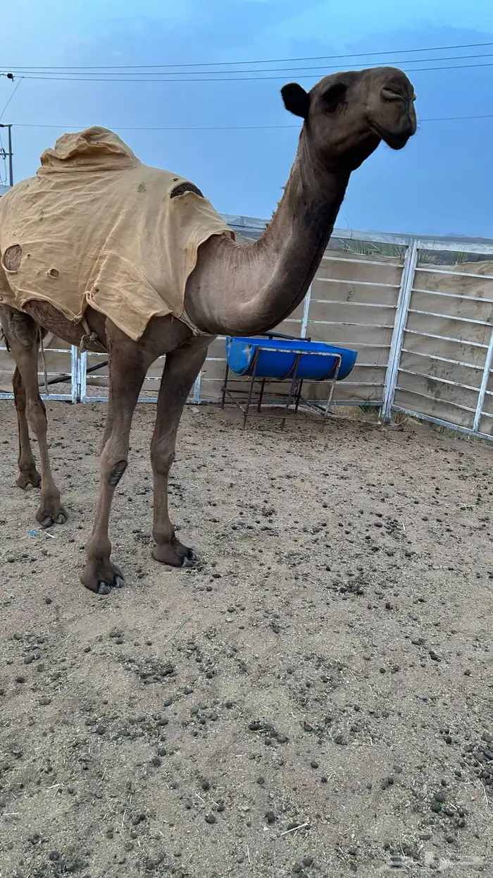 بكره صفرا 2