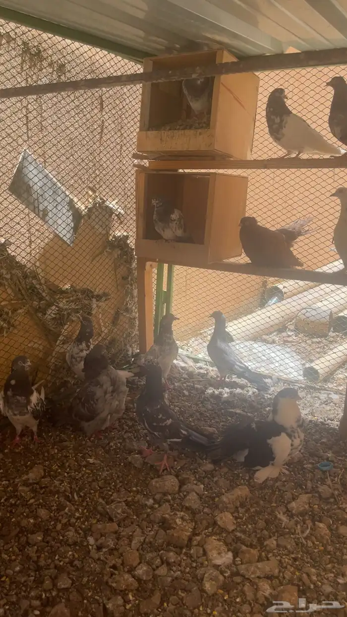 دجاج وحمام للبيع 2