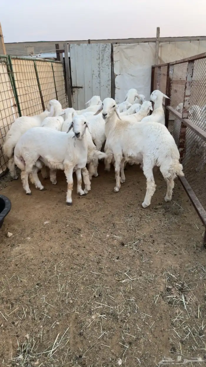 بهم حريات 6 شهور وطالع وفحل نجد وفحل عيسي 3