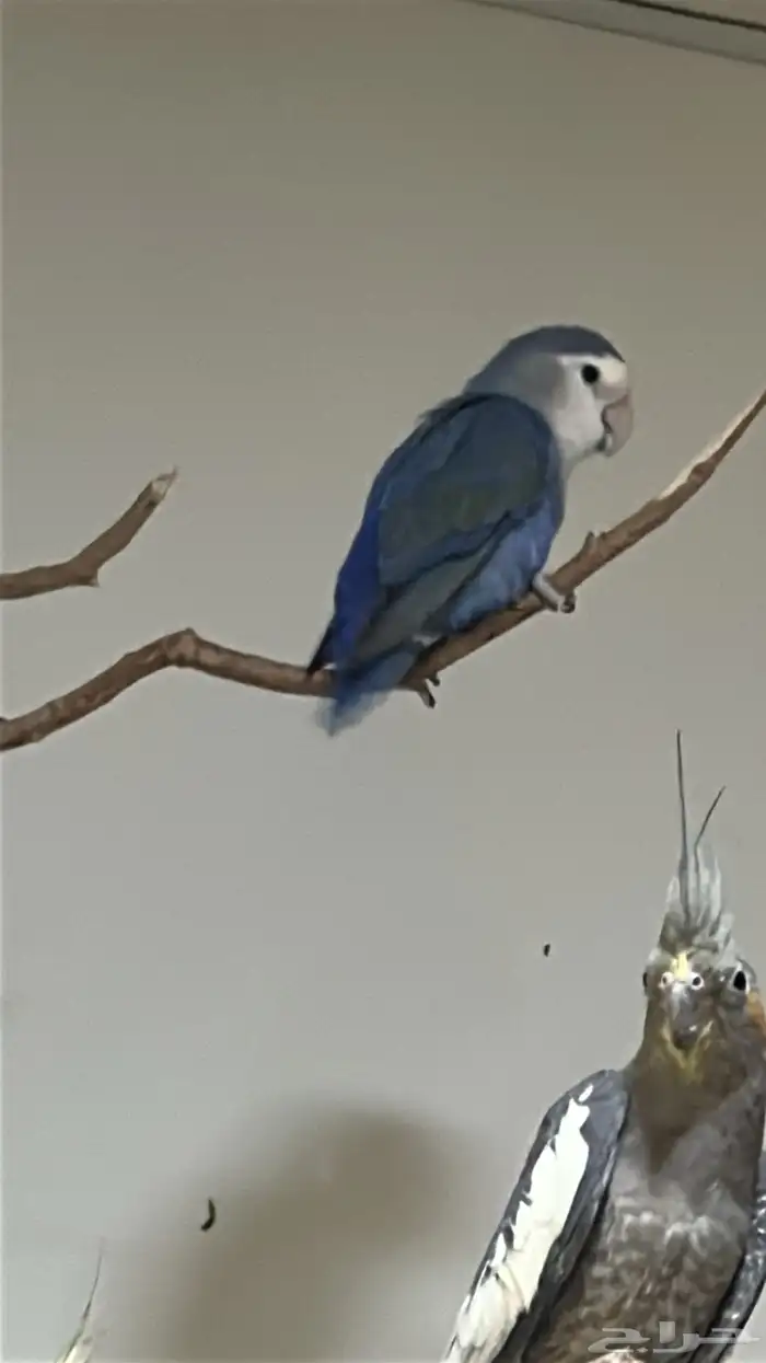 ادخل الاعلان خذ فره 2