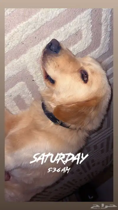 Golden Retriever جولدن ريتريفر index