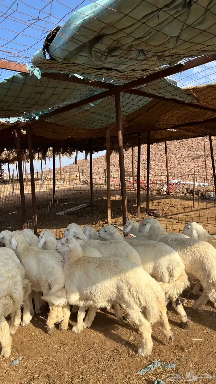 طليان حري حبصي ذبايح 17