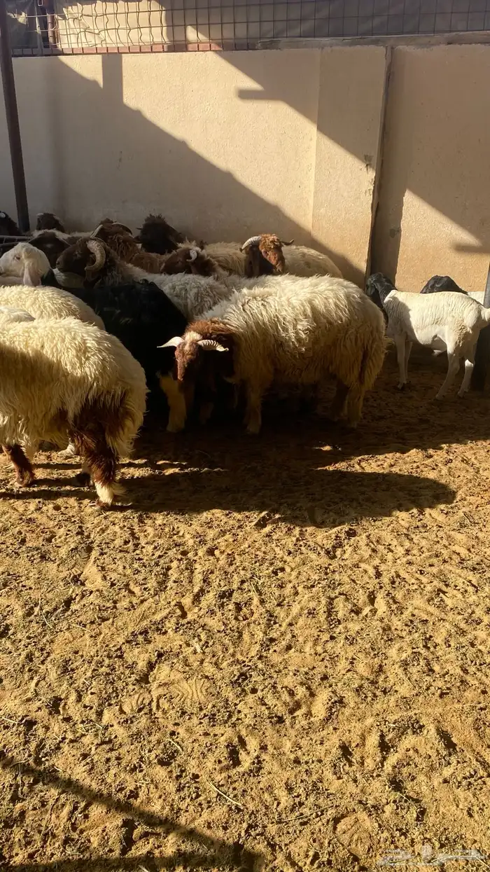 يوجد ذبايح (نعيم - حريات- وتيوس - ومعزاء) 1