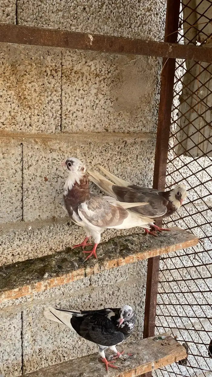 طبه قطايف 3