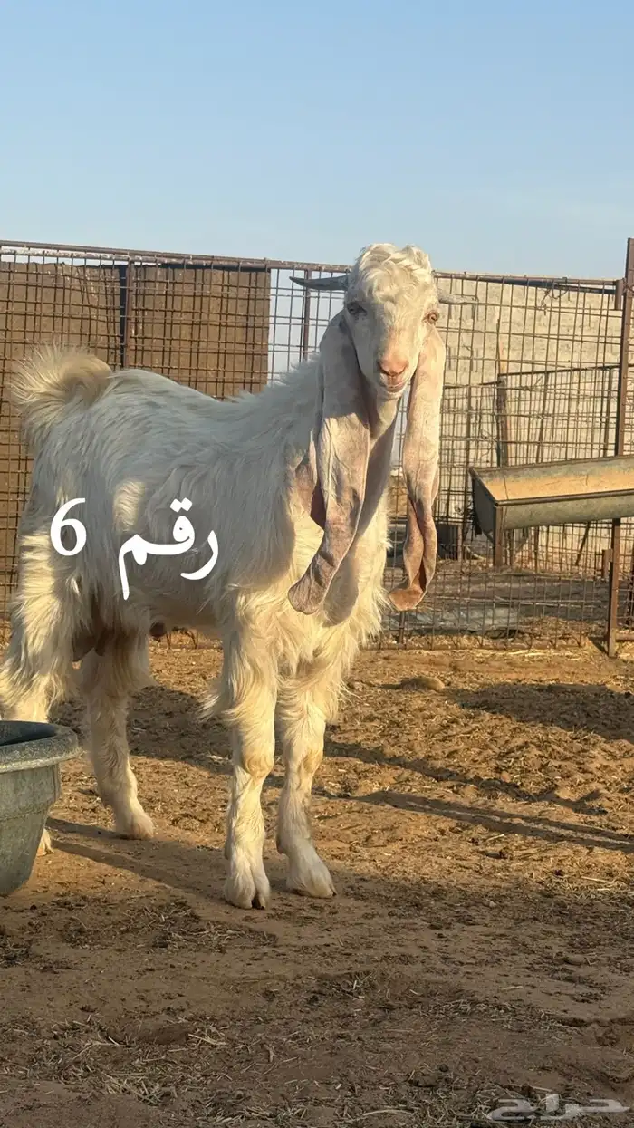 السلام عليكم للبيع مشاريع فحول الاعمار ما بين 7 الي 8 شهور 10