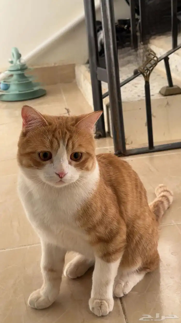 قطو 0
