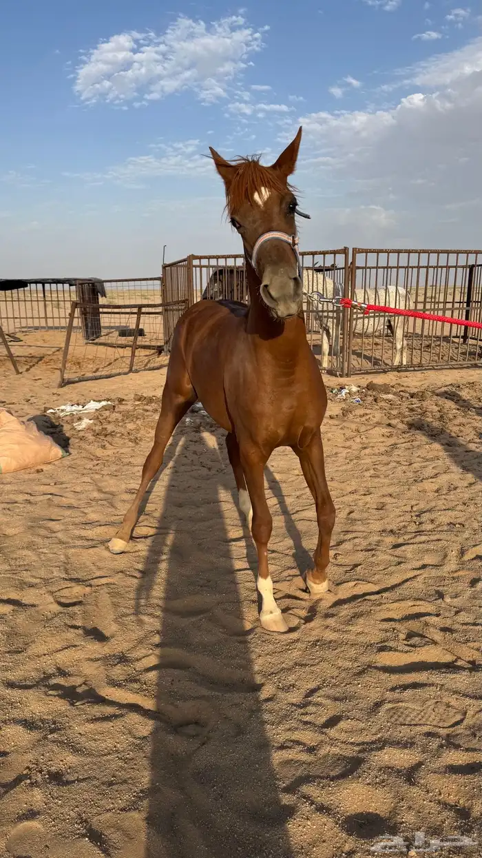 حصان 1