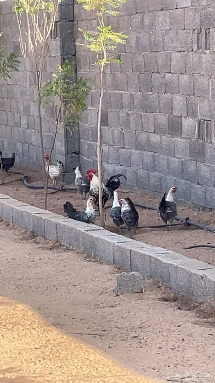 دجاج فيومي 0