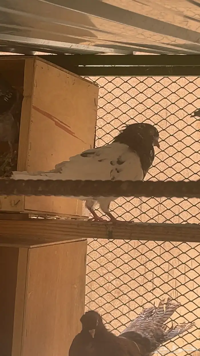 دجاج وحمام للبيع 3