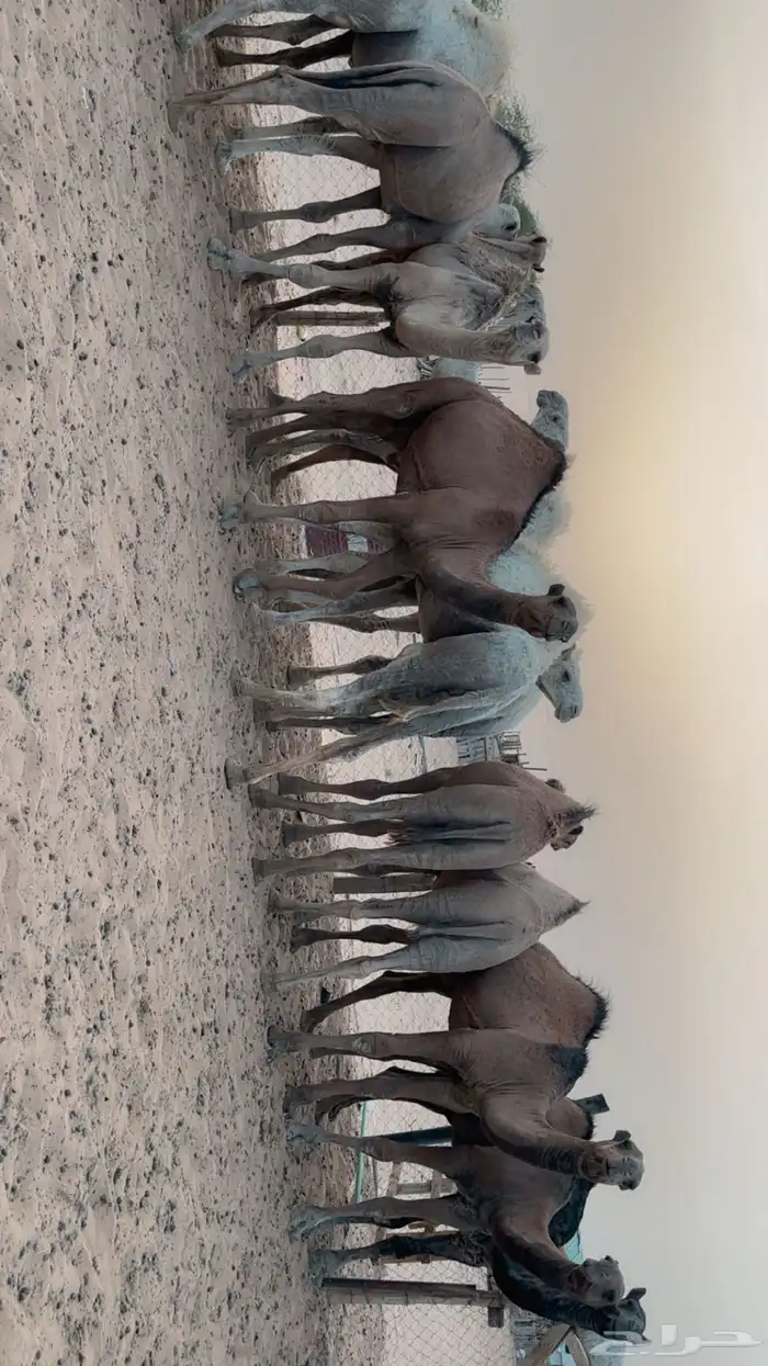 حشو قعدان شحم فل الموقع عفيف 2