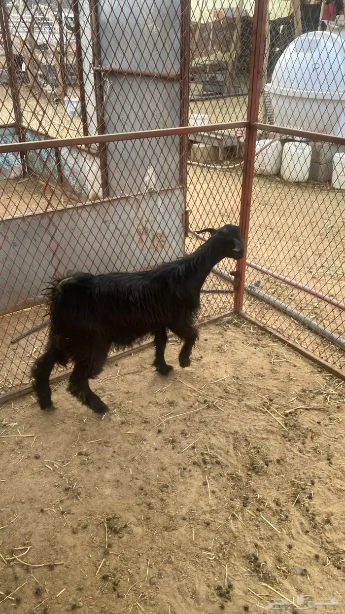 تيوس نجران 9