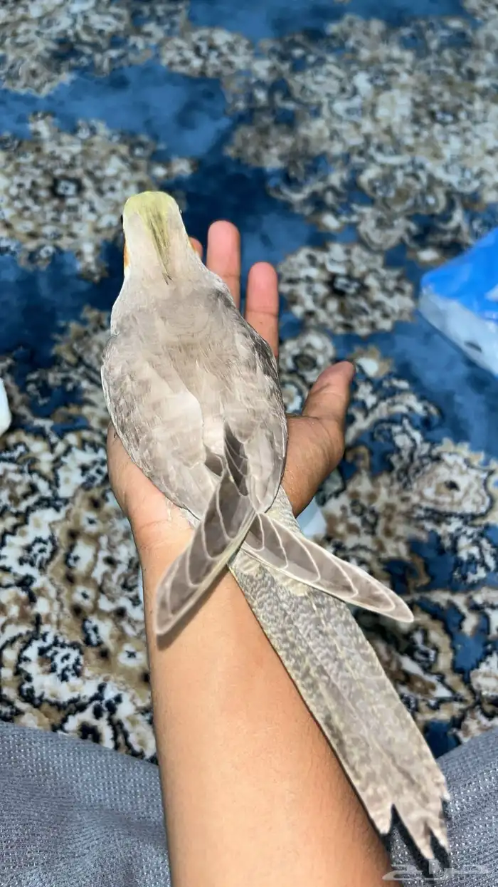 فرخ كروان اليف وهدد خارجي 5