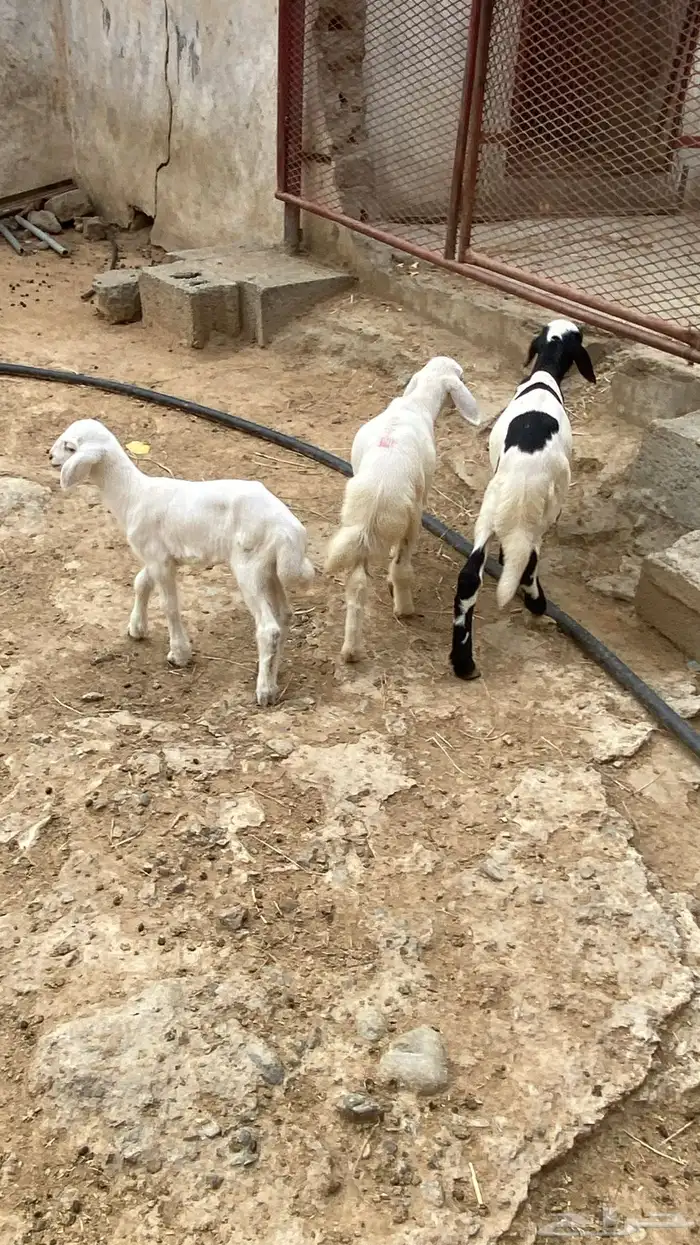 خروف وثنتين رخال دواغير 4