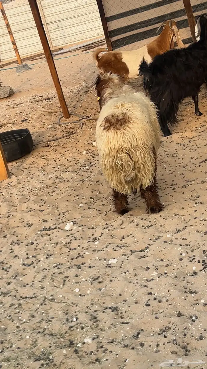 خروف نعيمي 3