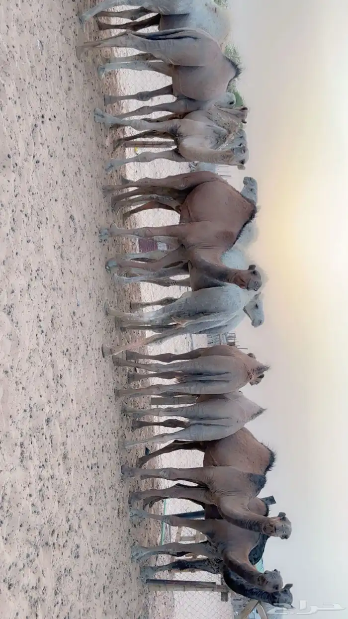 حشو قعدان شحم فل الموقع عفيف 3