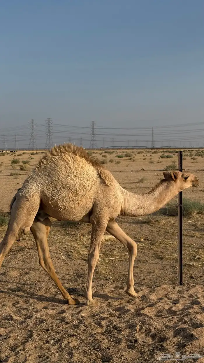 حاشي طيب 5