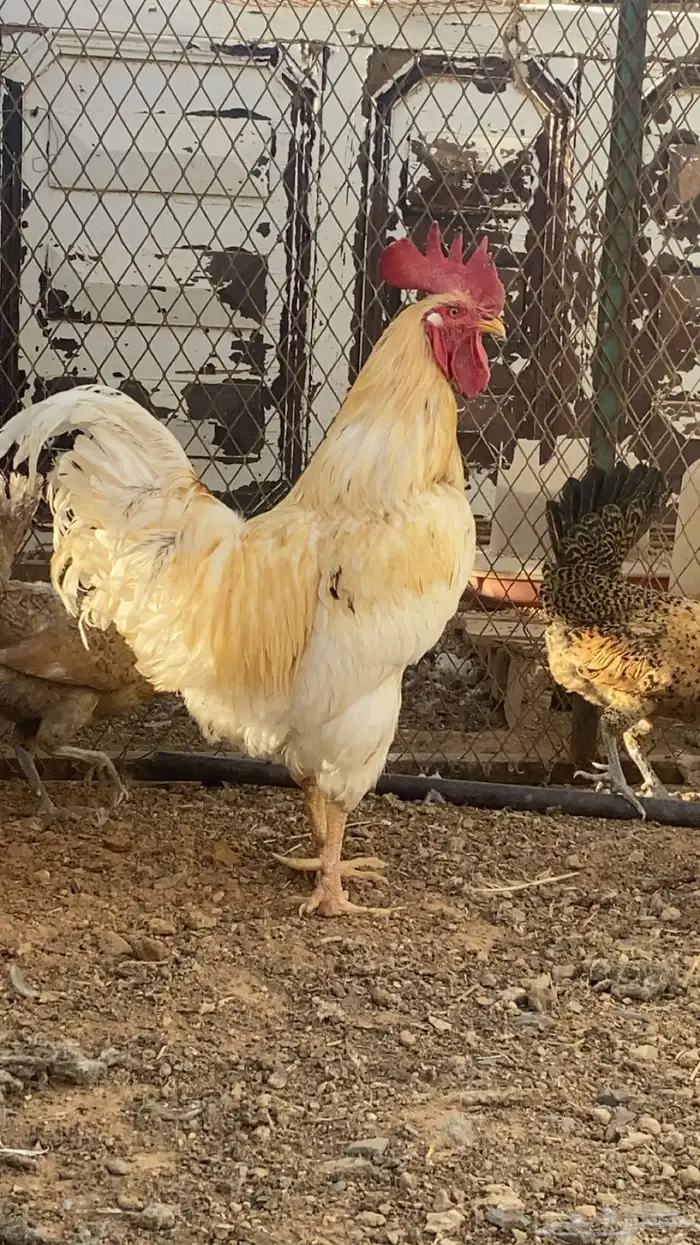 دجاج وديوك وبط بكيني للبيع 0
