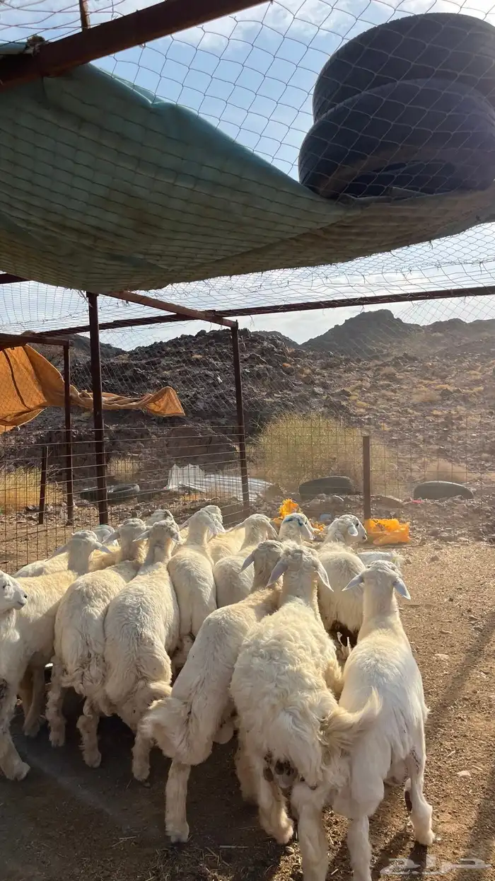طليان حري حبصي ذبايح 13