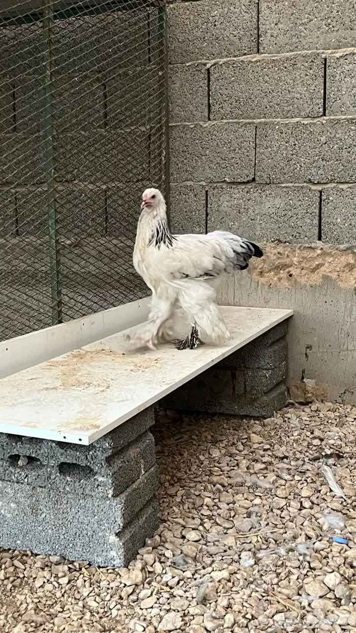دجاج براهما 5
