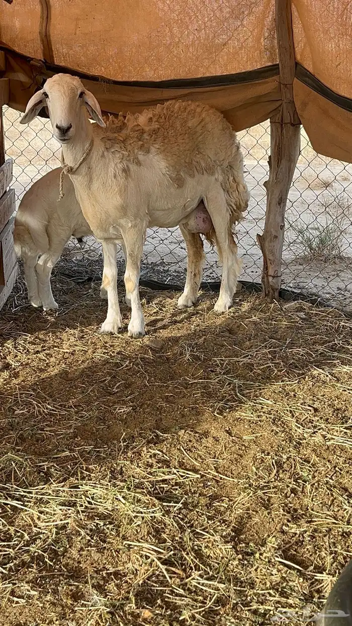 رخله حريه 1