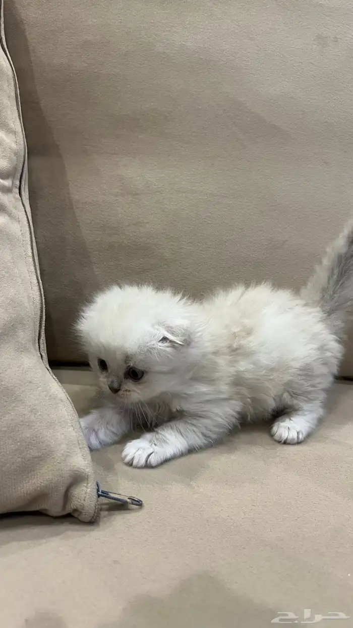 كتن سكوتش فولد 6