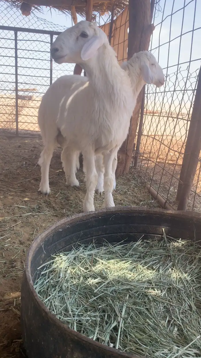 للبيع طليان 1
