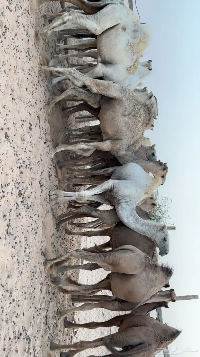 حشو قعدان شحم فل الموقع عفيف 0