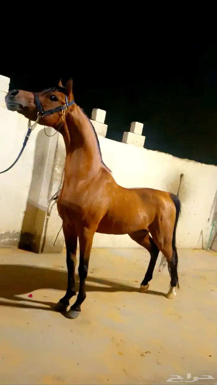 حصان واهو فحل مربط 0