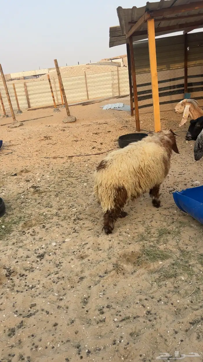 خروف نعيمي 4