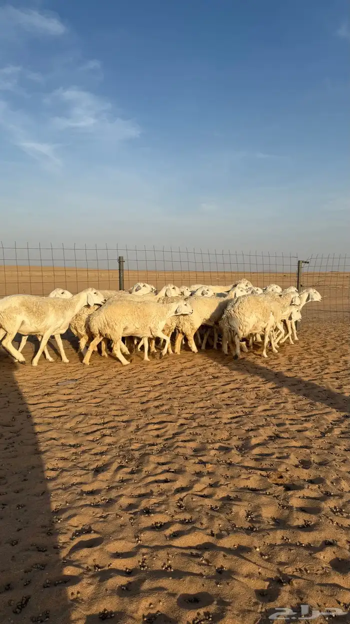 رخال حريات دفيع منوة مدور الصنف 5