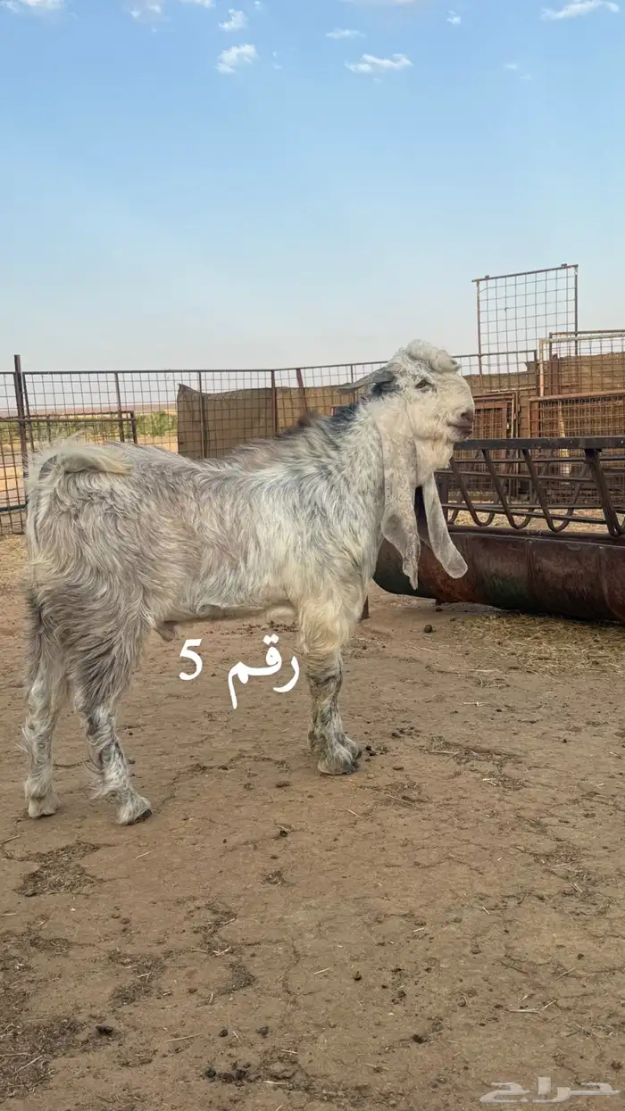السلام عليكم للبيع مشاريع فحول الاعمار ما بين 7 الي 8 شهور 7